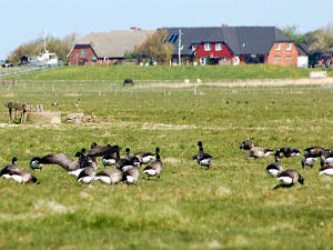 Hallig Langeness Ringelganstage