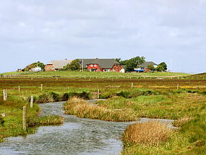 Hallig Langeness Hunneswarf