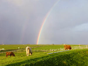 Foto Hunnenswarf Halligkaufmann