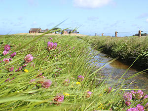 Hallig Langeness im Frühling