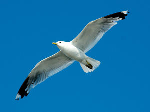 Foto fliegende Möwe