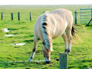 Ponyreiten