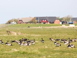 Hallig Langeness Ringelgänse